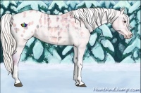 Horse Color:Watercolor Plaid Silver Bay Dun Appaloosa