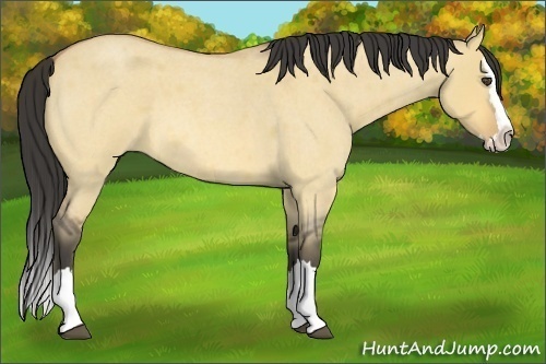 Horse Color:Buckskin Roan Dun Splash