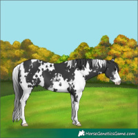 Horse Color:White Spotted Black Sabino