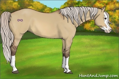 Horse Color:Silver Bay Dun Splash 