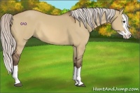 Horse Color:Silver Bay Dun Splash 