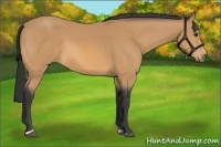 Horse Color:Buckskin Sabino