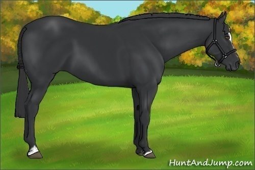 Horse Color:Black Sabino