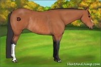 Horse Color:Bay Rabicano 