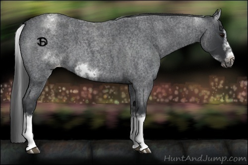 Horse Color:White Spotted Blue Roan Splash Frame Appaloosa 