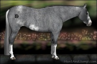 Horse Color:White Spotted Blue Roan Splash Frame Appaloosa 