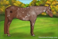 Horse Color:White Spotted Chestnut Rabicano 