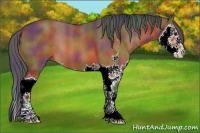 Horse Color:Nacre Bay Sabino Splash