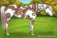 Horse Color:Chestnut Sabino Splash