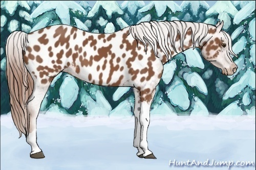 Horse Color:Chestnut Appaloosa 