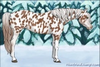 Horse Color:Chestnut Appaloosa 