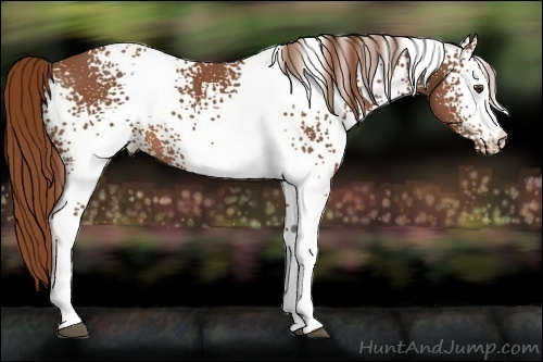 Horse Color:White Spotted Chestnut 