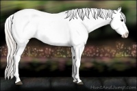 Horse Color:Silver Black Appaloosa 