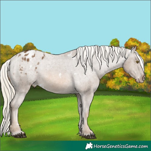 Horse Color:White Spotted Chocolate Palomino Appaloosa 