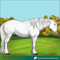 Horse Color:White Spotted Chocolate Palomino Appaloosa