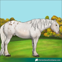 Horse Color:White Spotted Chocolate Palomino Varnish 