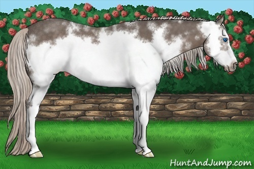 Horse Color:White Spotted Silver Black Sabino Frame Rabicano