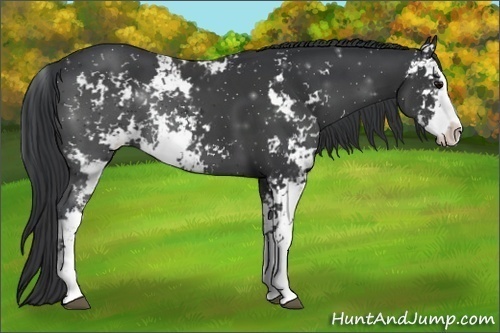 Horse Color:Black Sabino