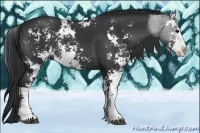 Horse Color:Black Sabino Rabicano