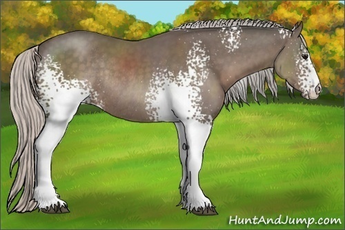 Horse Color:White Spotted Silver Black Sabino Rabicano