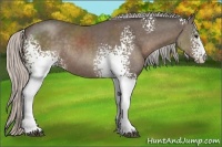 Horse Color:White Spotted Silver Black Sabino Rabicano