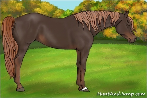 Horse Color:Liver Chestnut 