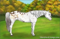 Horse Color:White Spotted Red Onyx Appaloosa 