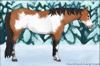 Horse Color:Bay Frame 