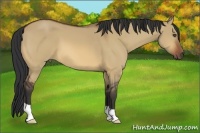 Horse Color:Bay Dun
