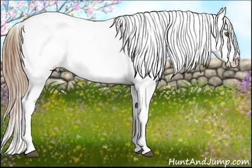 Horse Color:White Spotted Liver Chestnut Pearl Appaloosa 