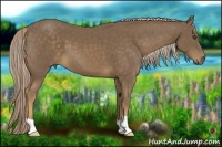 Horse Color:Chocolate Palomino 