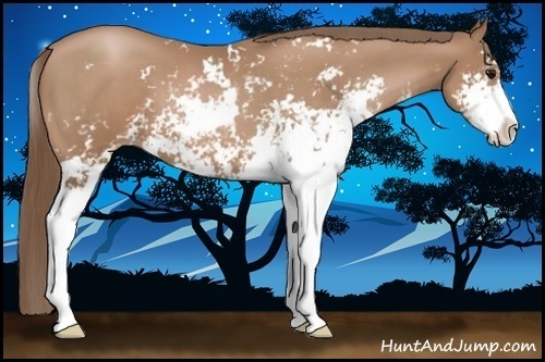 Horse Color:Black Pearl Sabino 