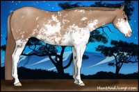 Horse Color:Black Pearl Sabino 