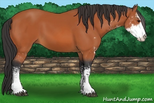 Horse Color:Bay Sabino 
