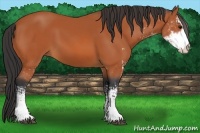 Horse Color:Bay Sabino 