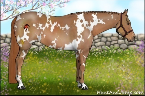 Horse Color:White Spotted Chestnut