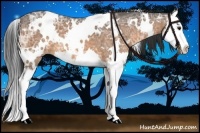 Horse Color:White Spotted Buckskin Ice Splash 