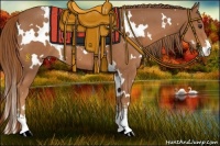 Horse Color:White Spotted Chestnut Sabino