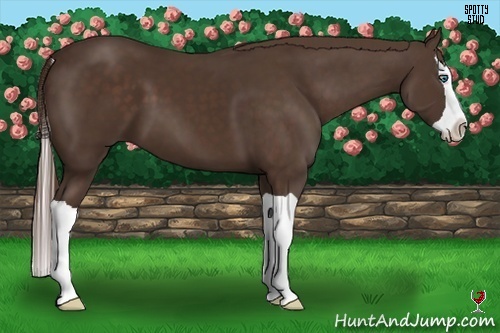 Horse Color:Liver Chestnut Splash 