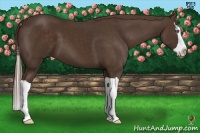 Horse Color:Liver Chestnut Splash