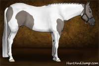 Horse Color:Grullo Tobiano 