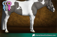 Horse Color:Grullo Tobiano 