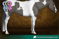 Horse Color:Grullo Tobiano