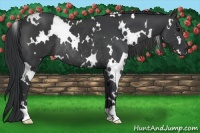 Horse Color:White Spotted Black Rabicano 