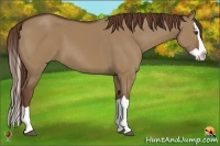 Horse Color:Liver Red Dun Splash 