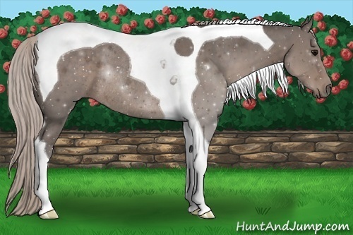 Horse Color:Silver Black Sabino Tobiano Rabicano