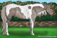 Horse Color:Silver Black Sabino Tobiano Rabicano