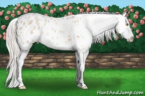Horse Color:Silver Grullo Pearl Sabino Splash Appaloosa 