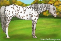 Horse Color:Liver Chestnut Appaloosa 