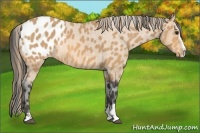 Horse Color:Buckskin Sabino Blanket 